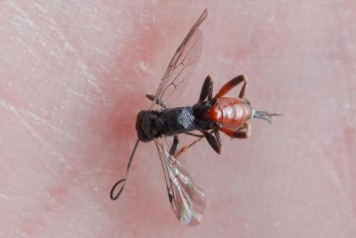 Réf. 200 550 : Cryptinae inconnu
